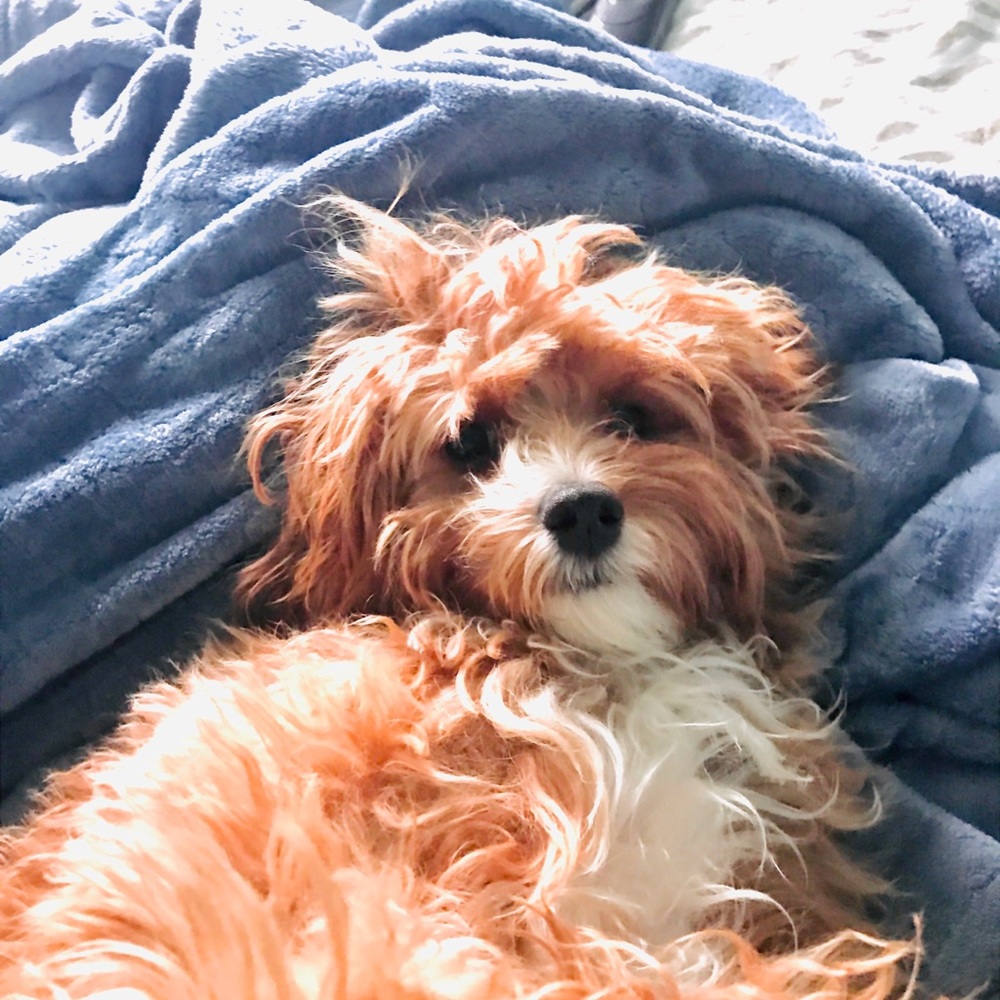 Meet your Posher, Emma